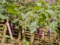 Terrace Organic Garden  4